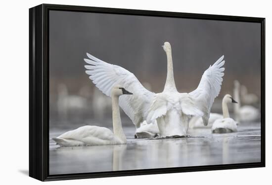 Swan Display-Wink Gaines-Framed Stretched Canvas