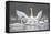 Swan Display-Wink Gaines-Framed Stretched Canvas