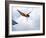 Swan Dive-null-Framed Photographic Print