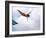 Swan Dive-null-Framed Photographic Print