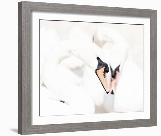 Swan Duet-Wink Gaines-Framed Giclee Print