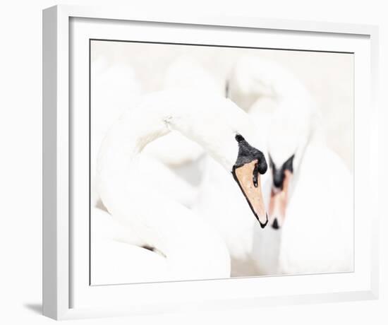 Swan Duet-Wink Gaines-Framed Giclee Print