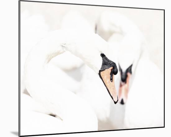 Swan Duet-Wink Gaines-Mounted Giclee Print