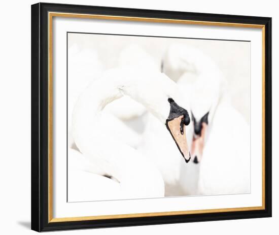 Swan Duet-Wink Gaines-Framed Giclee Print