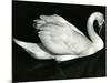 Swan, Europe, 1971-Brett Weston-Mounted Premium Photographic Print