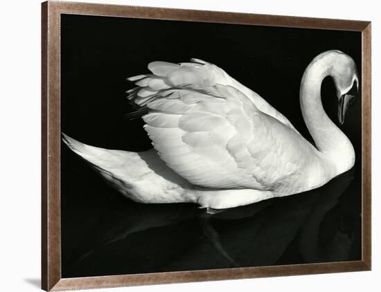 Swan, Europe, 1971-Brett Weston-Framed Photographic Print