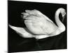 Swan, Europe, 1971-Brett Weston-Mounted Photographic Print