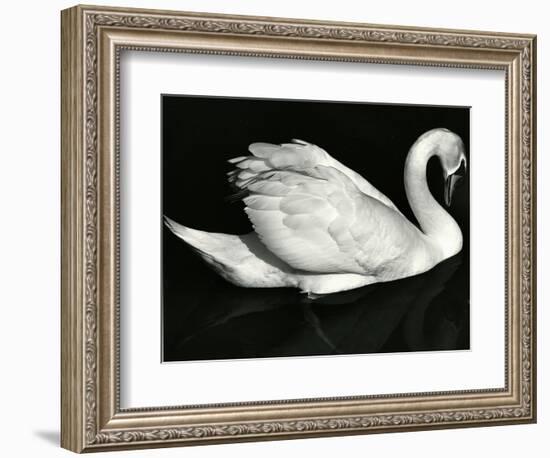 Swan, Europe, 1971-Brett Weston-Framed Photographic Print