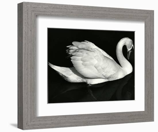 Swan, Europe, 1971-Brett Weston-Framed Photographic Print