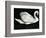 Swan, Europe, 1971-Brett Weston-Framed Photographic Print