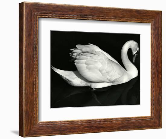 Swan, Europe, 1971-Brett Weston-Framed Photographic Print