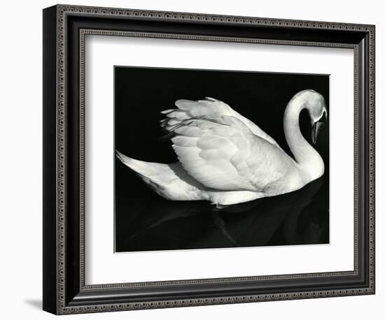 Swan, Europe, 1971-Brett Weston-Framed Photographic Print