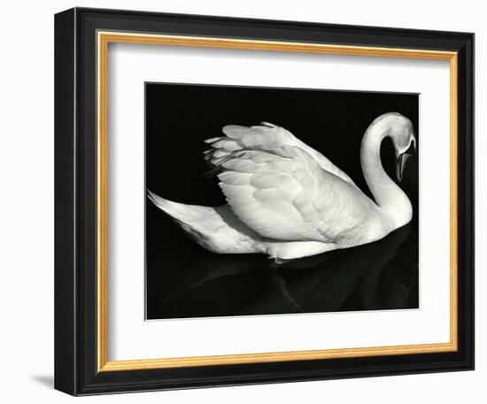 Swan, Europe, 1971-Brett Weston-Framed Photographic Print