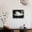 Swan, Europe, 1971-Brett Weston-Mounted Premium Photographic Print displayed on a wall