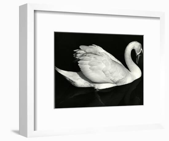 Swan, Europe, 1972-Brett Weston-Framed Photographic Print