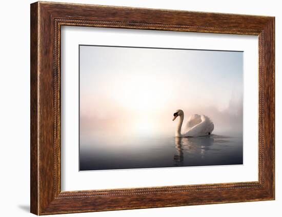 Swan Floating on Pond at Dawn-null-Framed Art Print