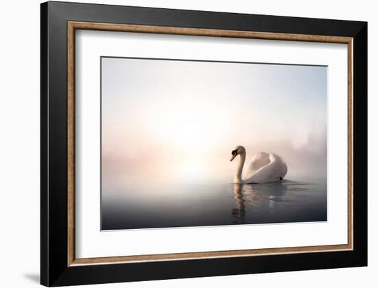 Swan Floating on Pond at Dawn-null-Framed Art Print