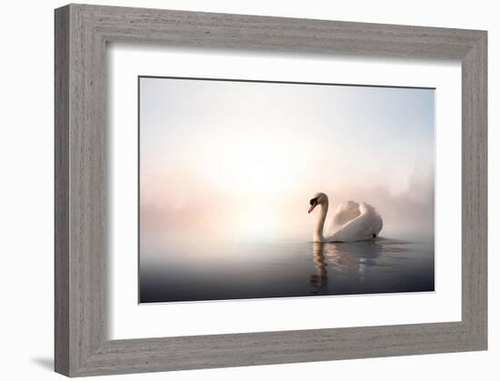Swan Floating on Pond at Dawn-null-Framed Art Print