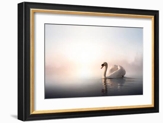 Swan Floating on Pond at Dawn-null-Framed Art Print