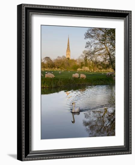 Swan In Front Of Salisbury Cathedral-Charles Bowman-Framed Photographic Print