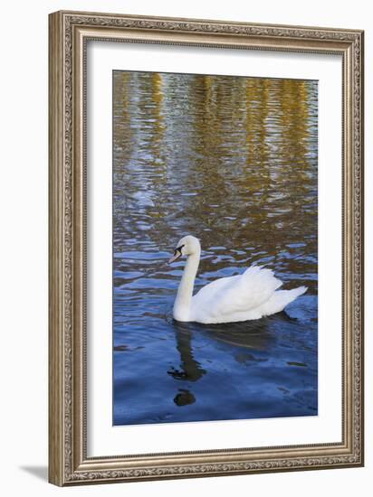 Swan in Keukenhof Gardens-Anna Miller-Framed Photographic Print