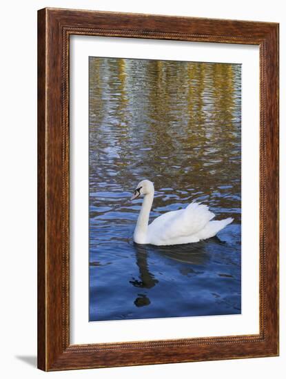 Swan in Keukenhof Gardens-Anna Miller-Framed Photographic Print