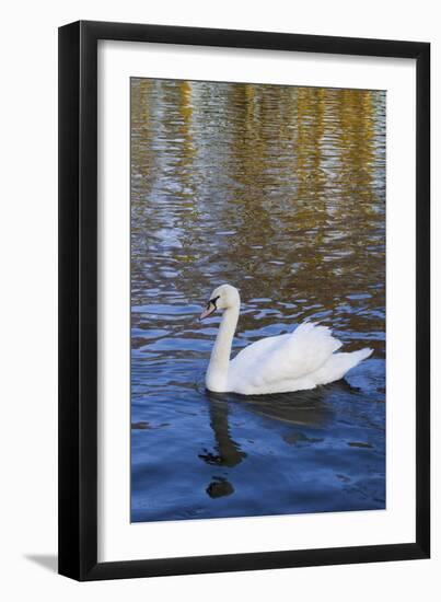 Swan in Keukenhof Gardens-Anna Miller-Framed Photographic Print