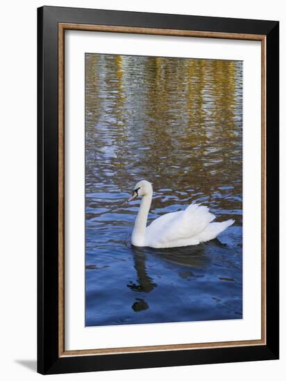 Swan in Keukenhof Gardens-Anna Miller-Framed Photographic Print