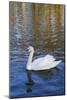 Swan in Keukenhof Gardens-Anna Miller-Mounted Photographic Print