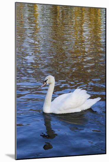 Swan in Keukenhof Gardens-Anna Miller-Mounted Photographic Print