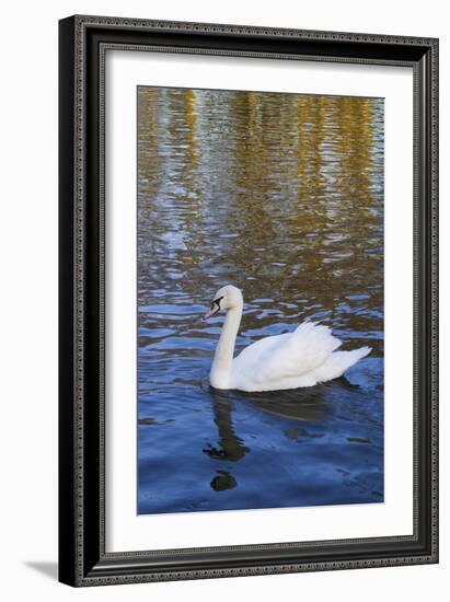 Swan in Keukenhof Gardens-Anna Miller-Framed Photographic Print