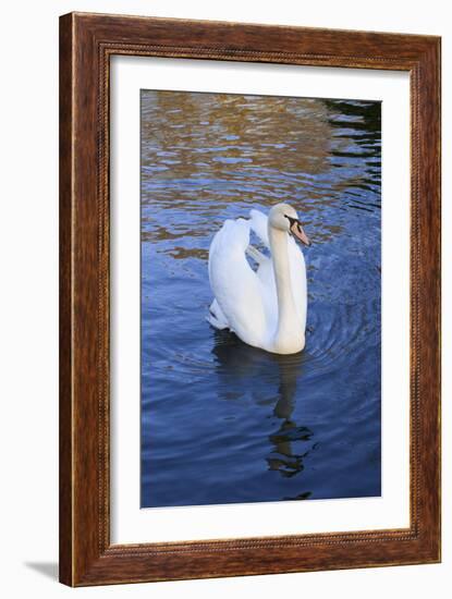 Swan in Keukenhof Gardens-Anna Miller-Framed Photographic Print