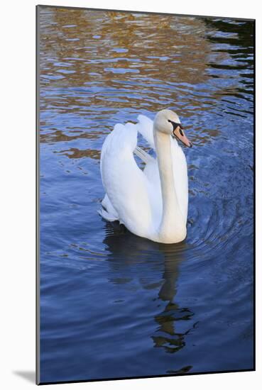 Swan in Keukenhof Gardens-Anna Miller-Mounted Photographic Print