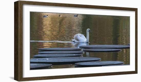 Swan in Keukenhof Gardens-Anna Miller-Framed Photographic Print