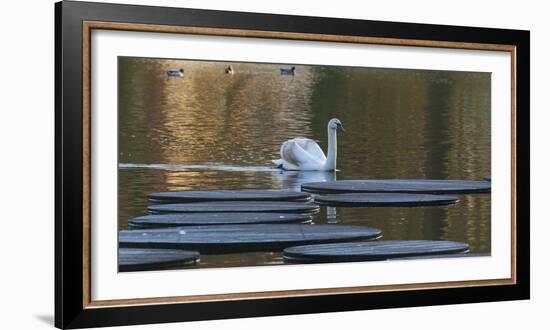 Swan in Keukenhof Gardens-Anna Miller-Framed Photographic Print