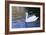 Swan in Keukenhof Gardens-Anna Miller-Framed Photographic Print