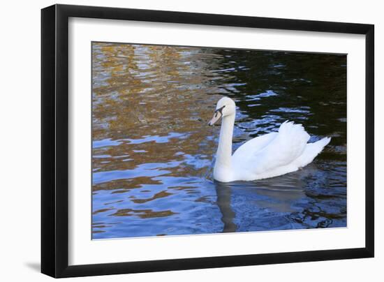 Swan in Keukenhof Gardens-Anna Miller-Framed Photographic Print