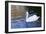 Swan in Keukenhof Gardens-Anna Miller-Framed Photographic Print