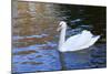 Swan in Keukenhof Gardens-Anna Miller-Mounted Photographic Print