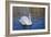 Swan in Keukenhof Gardens-Anna Miller-Framed Photographic Print