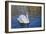 Swan in Keukenhof Gardens-Anna Miller-Framed Photographic Print