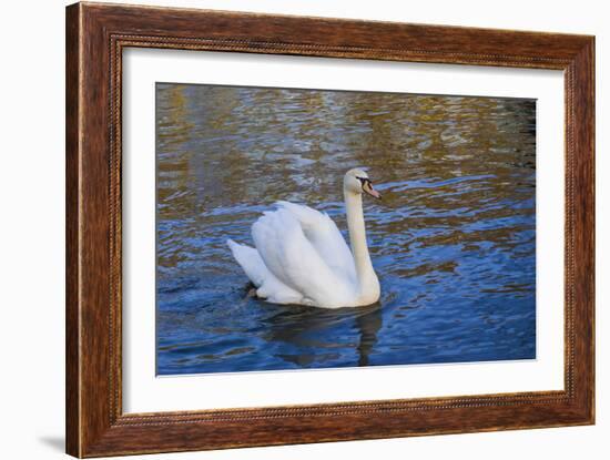 Swan in Keukenhof Gardens-Anna Miller-Framed Photographic Print