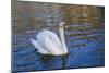 Swan in Keukenhof Gardens-Anna Miller-Mounted Photographic Print