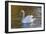 Swan in Keukenhof Gardens-Anna Miller-Framed Photographic Print