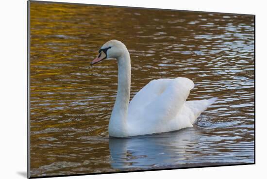 Swan in Keukenhof Gardens-Anna Miller-Mounted Photographic Print