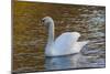 Swan in Keukenhof Gardens-Anna Miller-Mounted Photographic Print