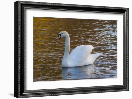 Swan in Keukenhof Gardens-Anna Miller-Framed Photographic Print