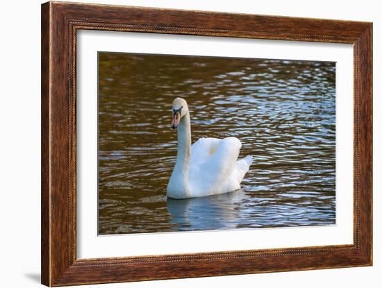 Swan in Keukenhof Gardens-Anna Miller-Framed Photographic Print