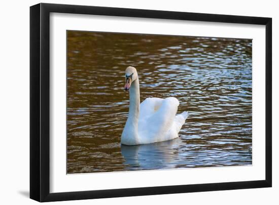 Swan in Keukenhof Gardens-Anna Miller-Framed Photographic Print