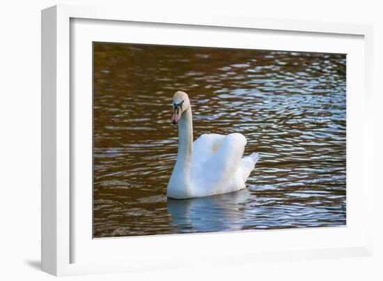 Swan in Keukenhof Gardens-Anna Miller-Framed Photographic Print